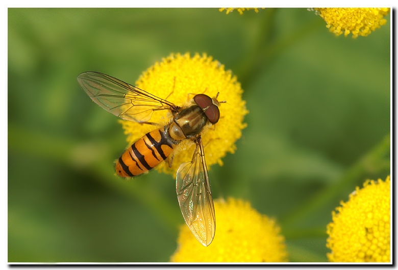 Image of Marmalade hoverfly