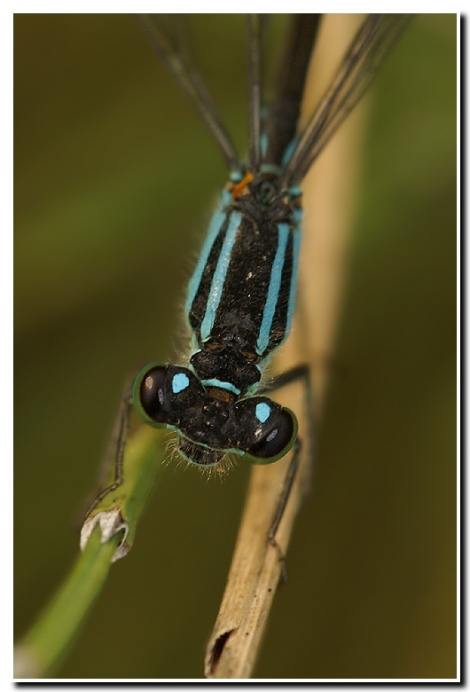 Imagem de Ischnura elegans (Vander Linden 1820)