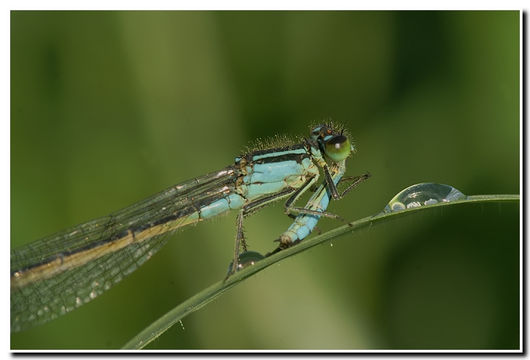 Imagem de Ischnura elegans (Vander Linden 1820)