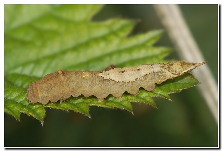 Image of oak hook-tip