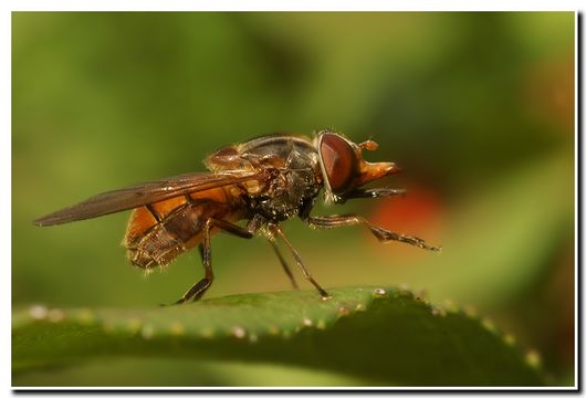 صورة Rhingia campestris Meigen 1822