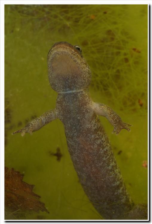 Image of Clouded Salamander