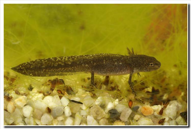 Image of Alpine Newt