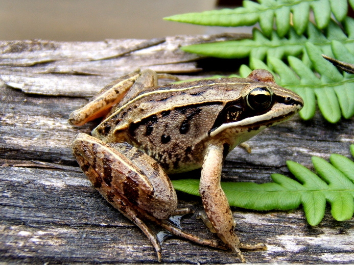Image of wood frog