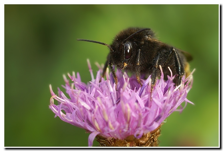 Image of Bombus campestris (Panzer 1801)