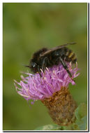 Image of Bombus campestris (Panzer 1801)