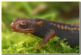 Image of Emperor newt