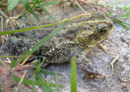 Image of Rhinella fernandezae (Gallardo 1957)