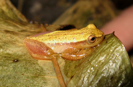 Imagem de Dendropsophus sanborni (Schmidt 1944)