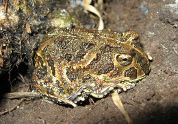 Image of American Ground Frog