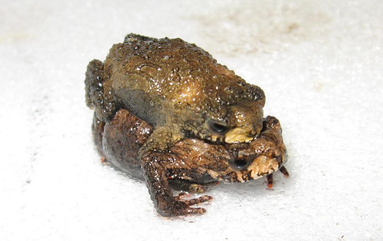 Image of Rivera Redbelly Toad