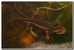 Image of Crocodile Newt