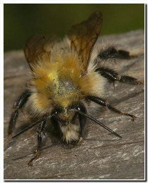 Image of Common carder bumblebee