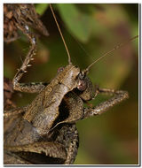 Image of dark bush-cricket