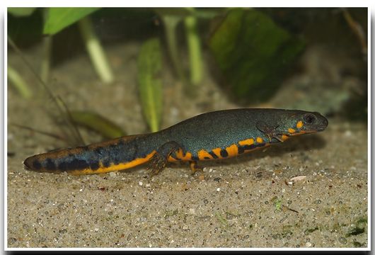 Image of Chuxiong Fire-Bellied Newt