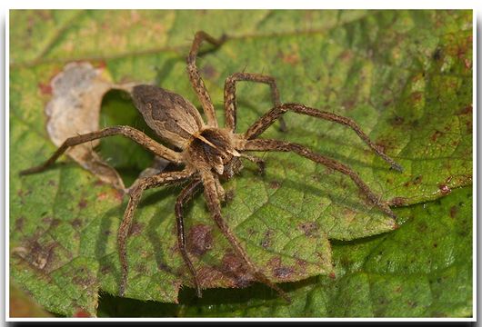 Image of Nursery-web spider