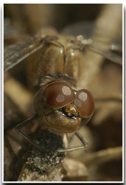 Image of Common Darter