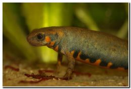 Image of Chuxiong Fire-Bellied Newt