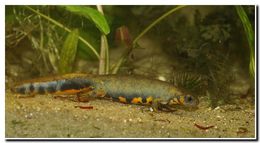 Image of Chuxiong Fire-Bellied Newt