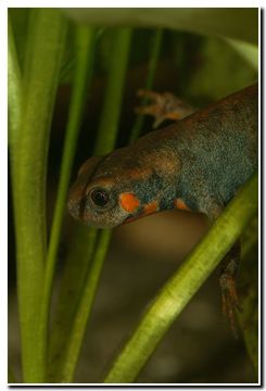 Image of Chuxiong Fire-Bellied Newt