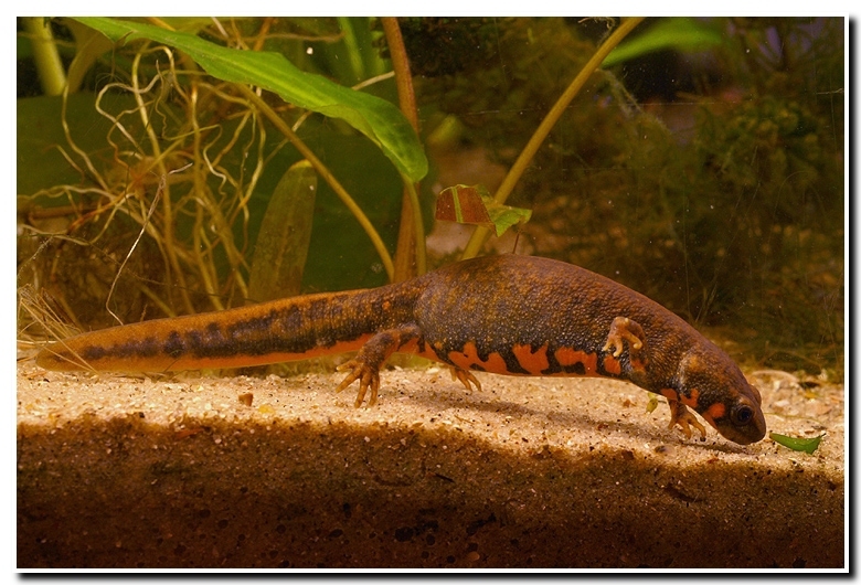 Image of Chuxiong Fire-Bellied Newt