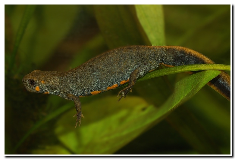 Image of Chuxiong Fire-Bellied Newt