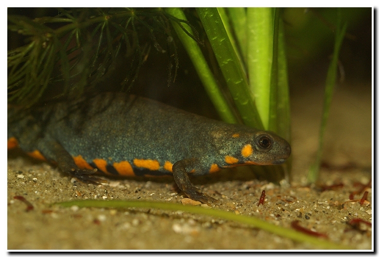 Image of Chuxiong Fire-Bellied Newt