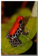 Image of Red-backed poison frog