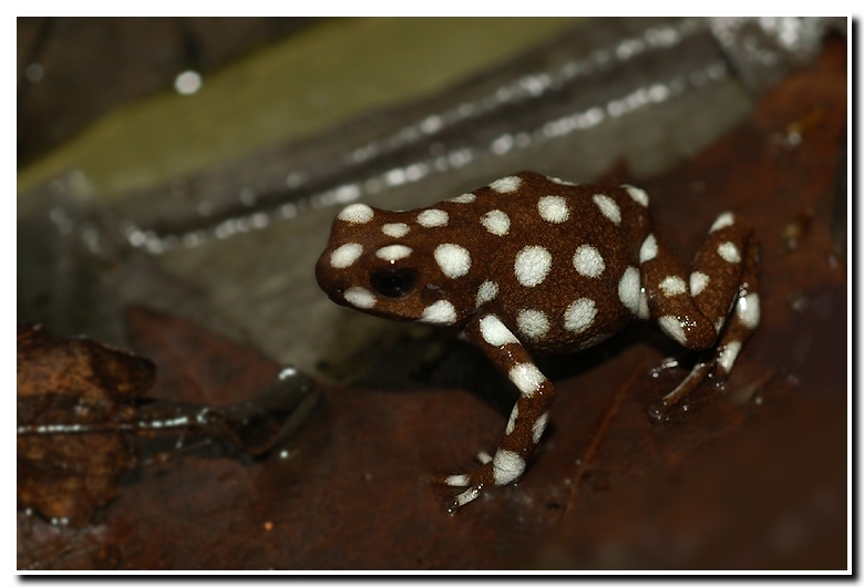 Image of MaraÒÛn poison frog