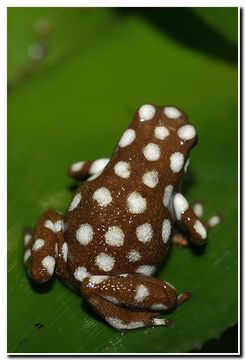 Image of MaraÒÛn poison frog