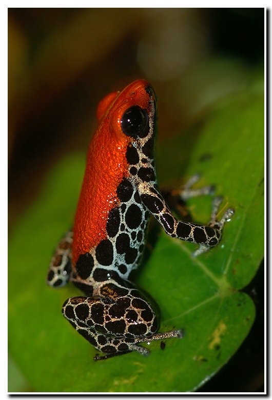 Image of Red-backed poison frog