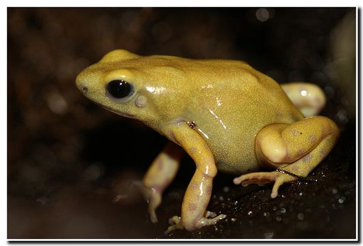 Image of Gold Arrow-poison Frog