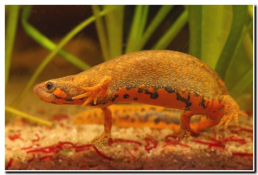 Image of Chuxiong Fire-Bellied Newt