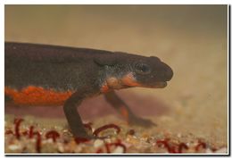 Image of Japanese Fire-bellied Newt