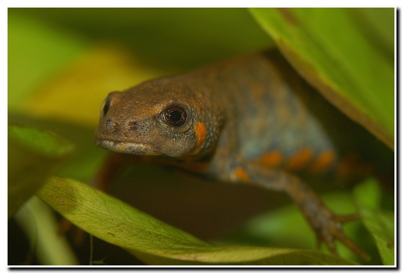 Image of Chuxiong Fire-Bellied Newt