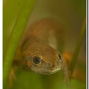 Image of Chuxiong Fire-Bellied Newt