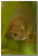 Image of Chuxiong Fire-Bellied Newt