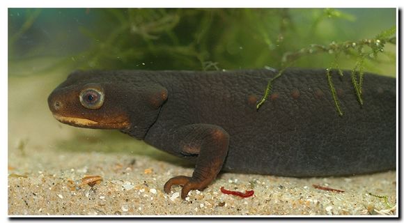 Image of Crocodile Newt