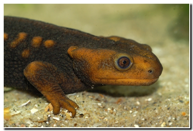 Image of Crocodile Newt