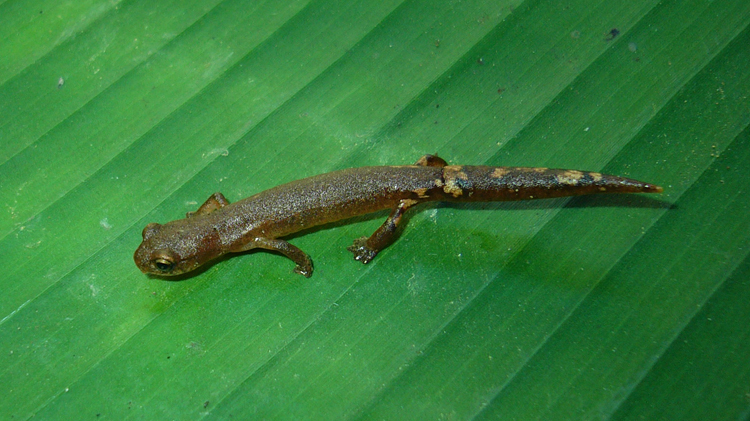 Image of Bolitoglossa helmrichi (Schmidt 1936)