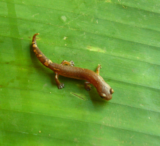 Imagem de Bolitoglossa helmrichi (Schmidt 1936)