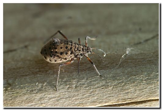 Image of Giant willow aphid