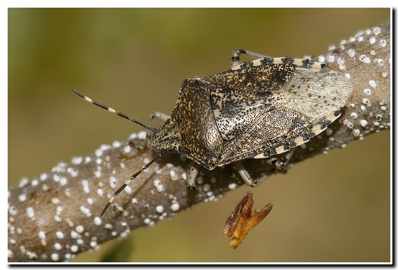 Image of <i>Raphigaster nebulosa</i>