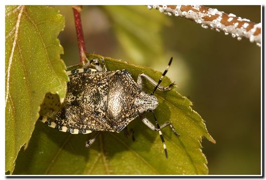 Image of <i>Raphigaster nebulosa</i>