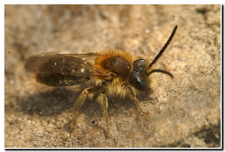 Image de Andrena haemorrhoa (Fabricius 1781)