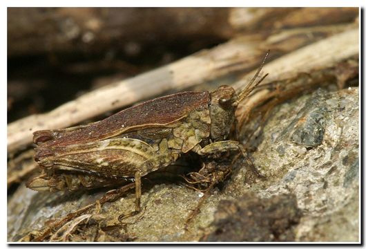 Plancia ëd Tetrix subulata (Linnaeus 1758)