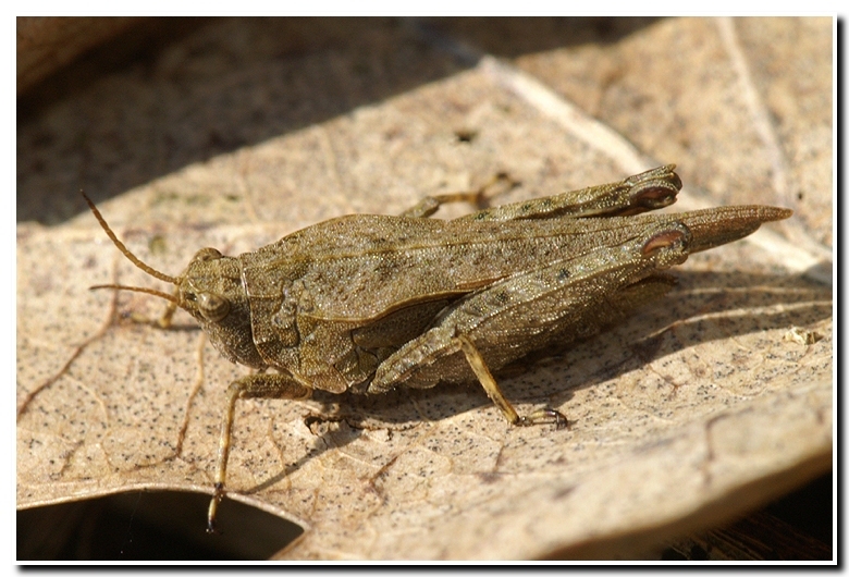 Image of Awl-shaped Pygmy Grasshopper