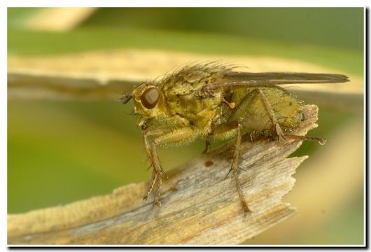 Слика од Scathophaga stercoraria (Linnaeus 1758)