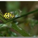 Image of Twenty-two-spot Ladybird