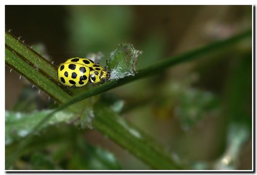 Image of Twenty-two-spot Ladybird